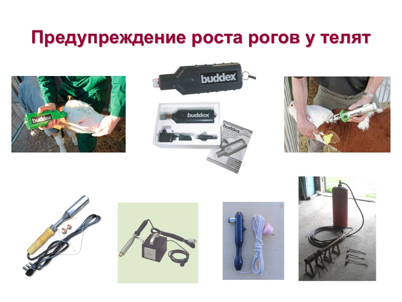 Предупреждение роста рогов у телят Предупреждение роста рогов у телят